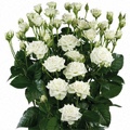 Snowflake Spray Rose 40-50cm