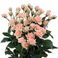 Sweet Sara Spray Rose 40-50cm
