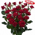 Yvette Spray Rose 40-50cm