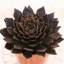 Box of Black Prince Succulents