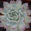 Box of Colorata Succulents - Echeveria