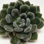 Box of Green Velvet Succulents