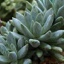 Box of Hookerii Succulents - Echeveria