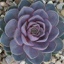 Box of Perle von Nurnberg Succulents