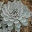 Box of Riniony Succulents - Echeveria