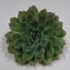 Box of Rondo Succulents - Echeveria