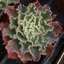 Box of Shaviana Succulents - Echeveria